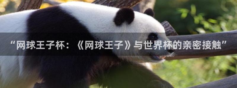 2026世界杯直播免费观看：“网球王子杯：《网球王子》与世界杯的亲密接触”